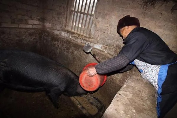 怀孕母猪便秘不吃食如何处理，增加运动量可促进消化吸收