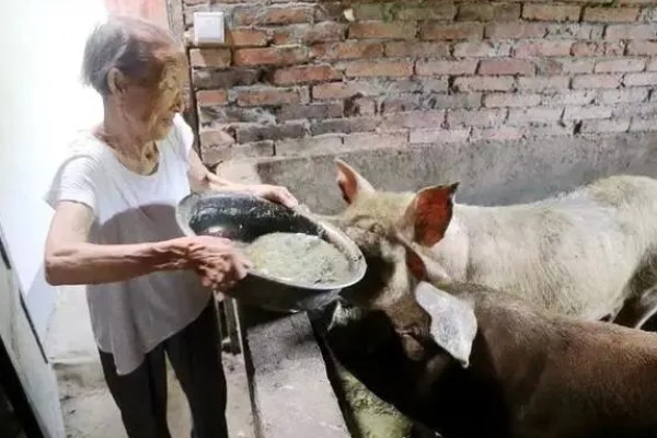 怀孕母猪便秘不吃食如何处理，增加运动量可促进消化吸收