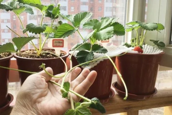 草莓的施肥方法,一定要结合深耕施足基肥