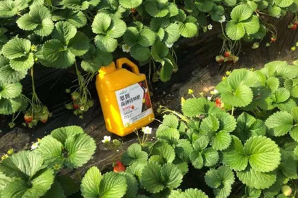 草莓的施肥方法,一定要结合深耕施足基肥