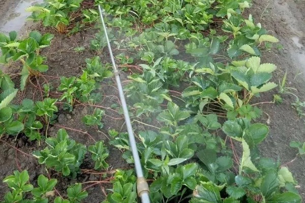 草莓的施肥方法,一定要结合深耕施足基肥
