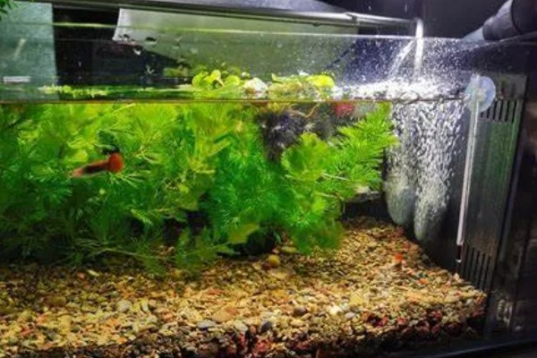 避免小鱼死亡的方法,每周换一次水