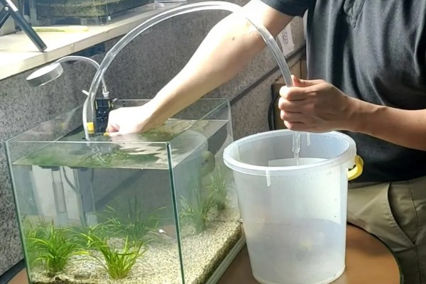 避免小鱼死亡的方法,每周换一次水