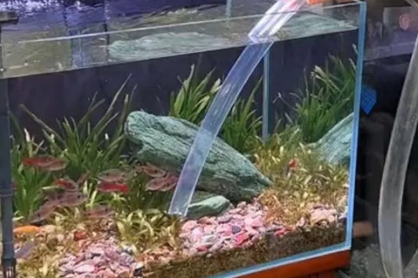 避免小鱼死亡的方法,每周换一次水