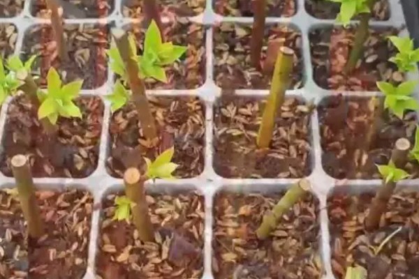 蓝莓的扦插繁殖技术，在扦插的时候抹除花芽