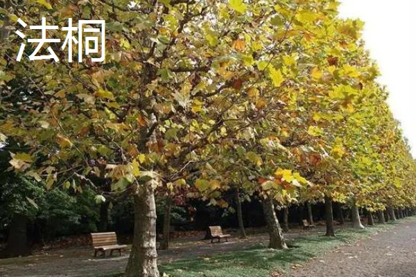 景观树的种类,常见的有法桐、绒毛榇和槐树等