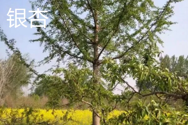 景观树的种类,常见的有法桐、绒毛榇和槐树等