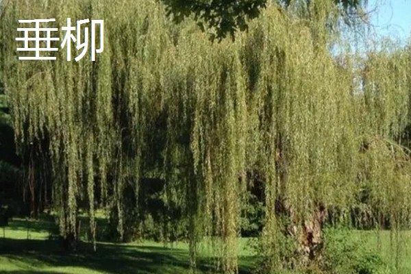 景观树的种类,常见的有法桐、绒毛榇和槐树等