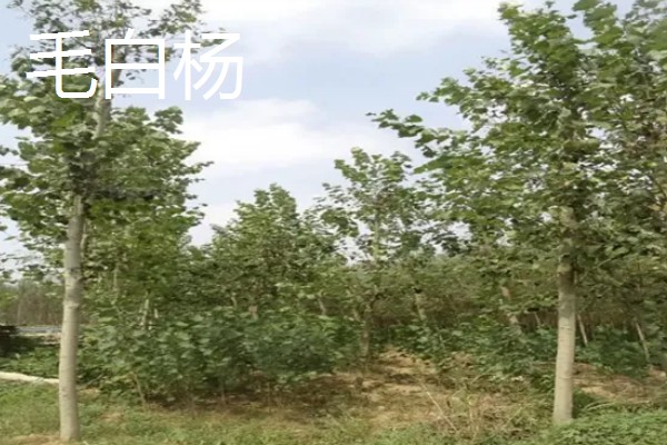 景观树的种类,常见的有法桐、绒毛榇和槐树等