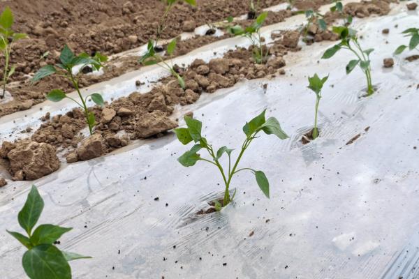 辣椒树的病虫害,常见的有病毒病、蚜虫等