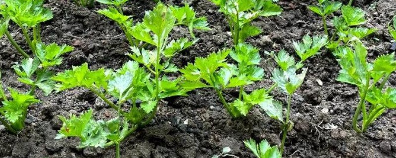 芹菜是不是直根系植物，属于须根系分布较浅
