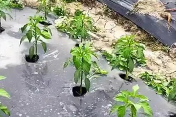 辣椒树的病虫害,常见的有病毒病、蚜虫等