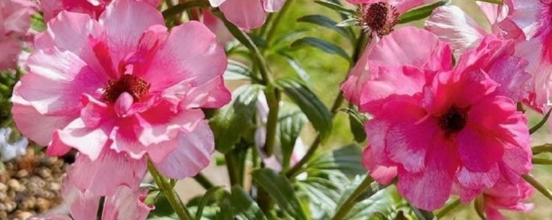 怎么种植花毛茛，可播种也可分株种植