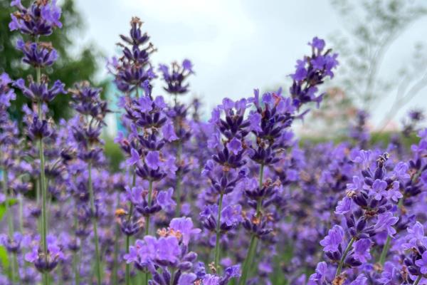 薰衣草的含义,具有等候爱情、淡淡依恋等意思
