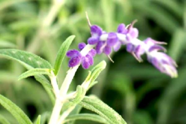 薰衣草的含义,具有等候爱情、淡淡依恋等意思