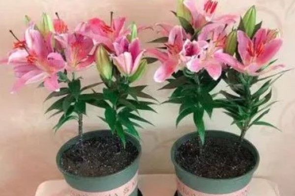 富贵竹能不能与百合花养在一起,二者的习性有区别不可以混养