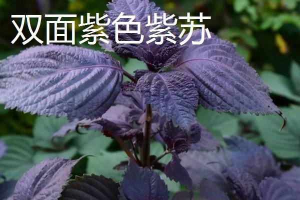 紫苏种子怎么种植,可以在春季的3-4月份进行