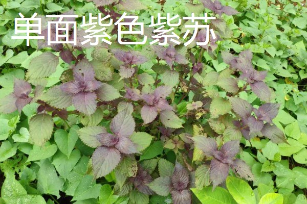 紫苏种子怎么种植,可以在春季的3-4月份进行