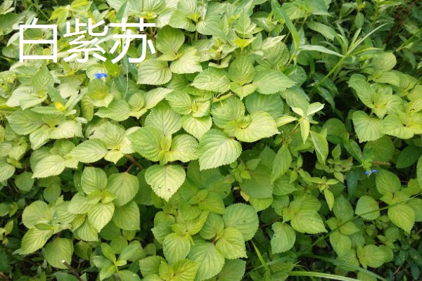紫苏种子怎么种植,可以在春季的3-4月份进行