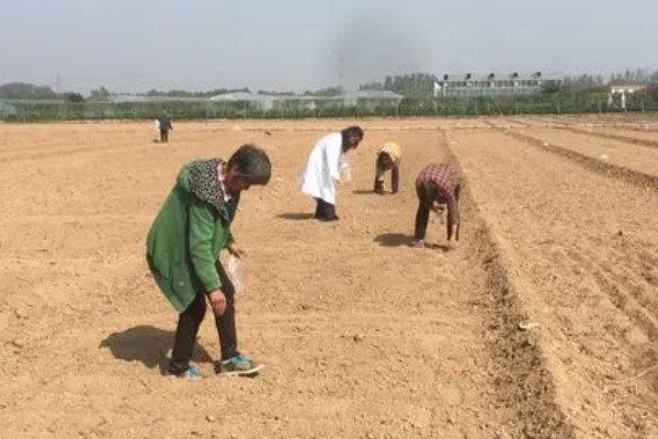 紫苏种子怎么种植,可以在春季的3-4月份进行