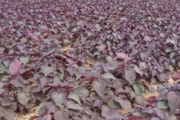 紫苏种子怎么种植,可以在春季的3-4月份进行