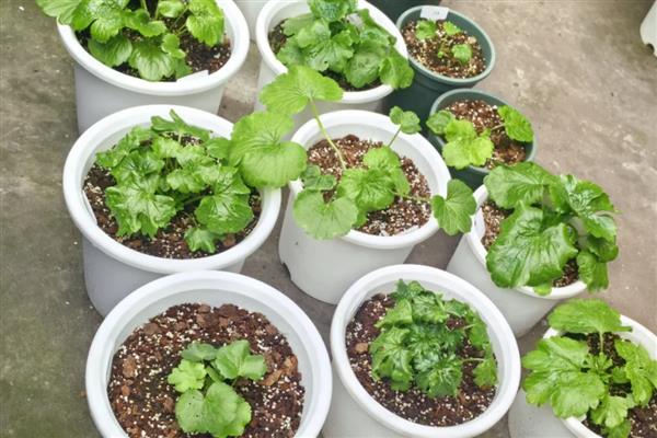 怎么种植花毛茛,可播种也可分株种植