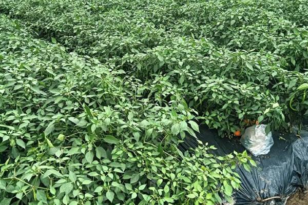 怎么避免辣椒受冻害,栽培耐低温的品种