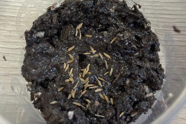 蒲公英种子的购买途径，农业商店一般会有出售