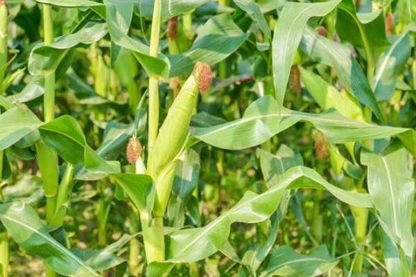 迪卡S1627玉米种的特征特性,从出苗至成熟需要117天左右