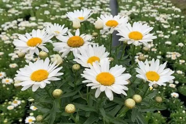 大滨菊有什么花语,代表纯真、友谊等含义