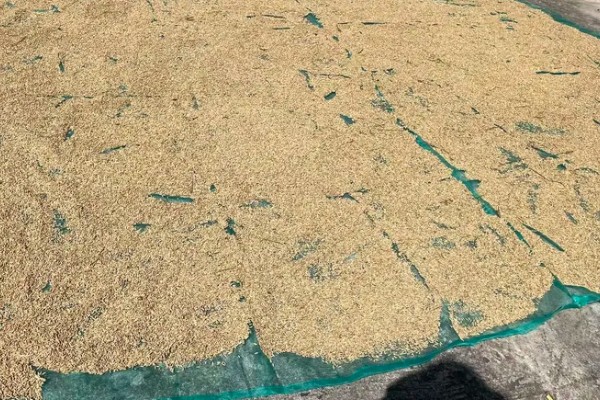 水稻种子的保存方式,需暴晒2-3天降低水分含量