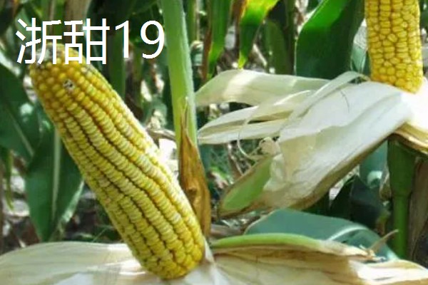 甜玉米有什么好品种,浙甜19、金冠218等品种可以选择