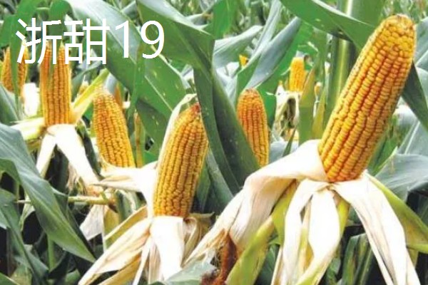 甜玉米有什么好品种,浙甜19、金冠218等品种可以选择
