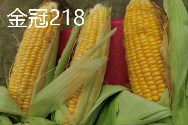 甜玉米有什么好品种,浙甜19、金冠218等品种可以选择