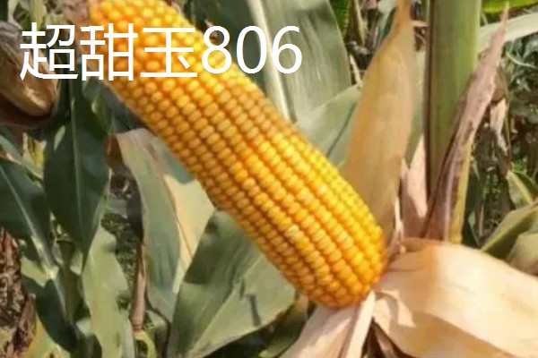甜玉米有什么好品种,浙甜19、金冠218等品种可以选择