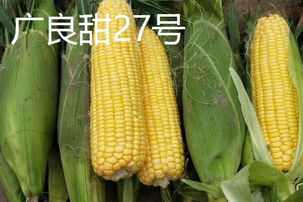 甜玉米有什么好品种,浙甜19、金冠218等品种可以选择