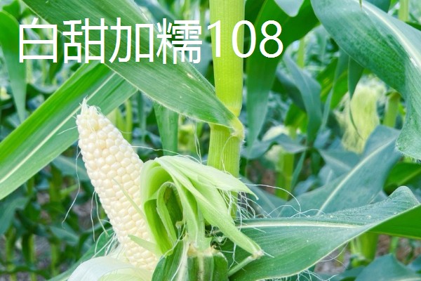 甜玉米有什么好品种,浙甜19、金冠218等品种可以选择