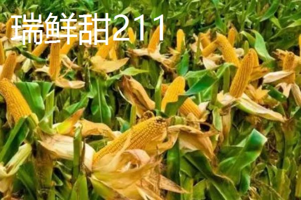 甜玉米有什么好品种,浙甜19、金冠218等品种可以选择
