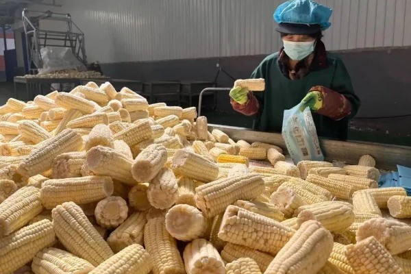 甜玉米有什么好品种,浙甜19、金冠218等品种可以选择