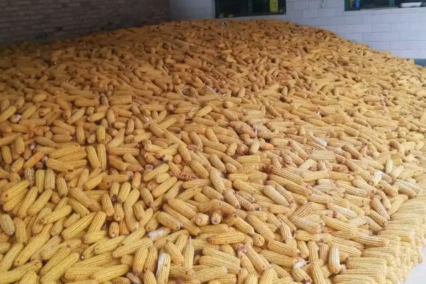 甜玉米有什么好品种,浙甜19、金冠218等品种可以选择