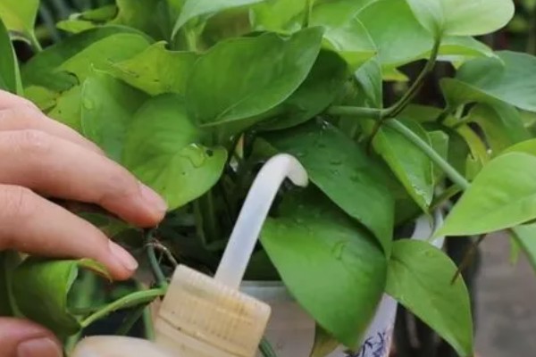 绿萝的浇水方法,春秋季节每隔3天浇一次