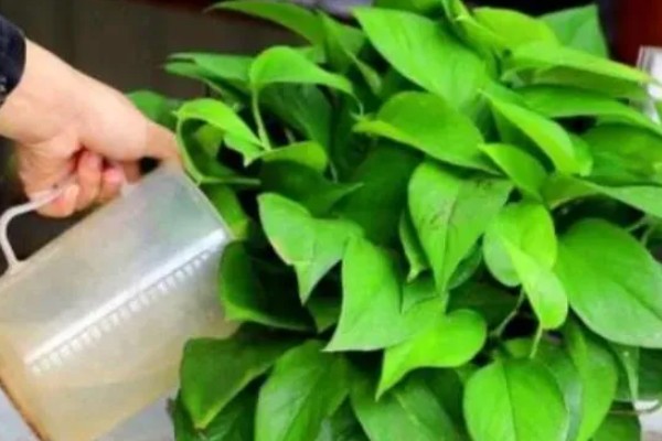 绿萝的浇水方法,春秋季节每隔3天浇一次