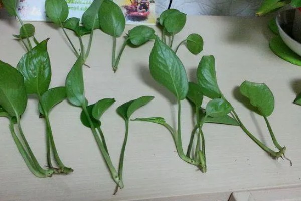 绿萝的浇水方法,春秋季节每隔3天浇一次