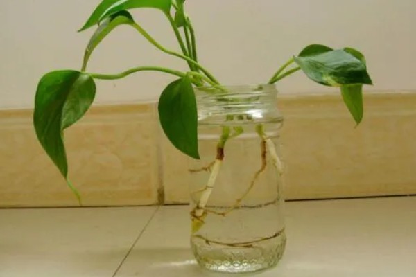 绿萝的浇水方法,春秋季节每隔3天浇一次