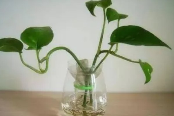 绿萝的浇水方法,春秋季节每隔3天浇一次