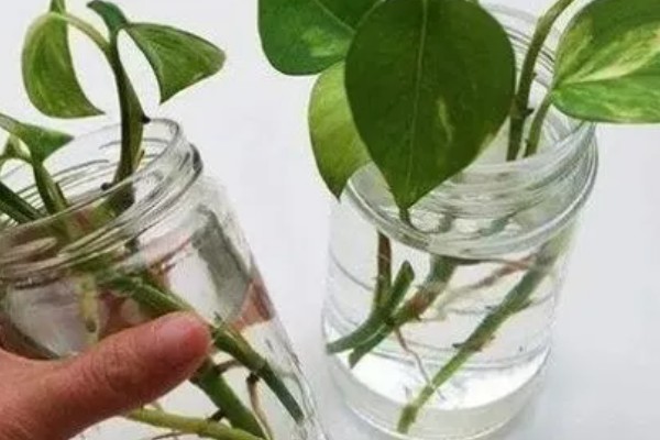 绿萝的浇水方法,春秋季节每隔3天浇一次