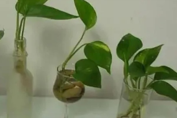 绿萝的浇水方法,春秋季节每隔3天浇一次
