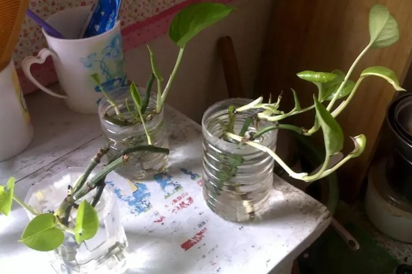 绿萝的浇水方法,春秋季节每隔3天浇一次