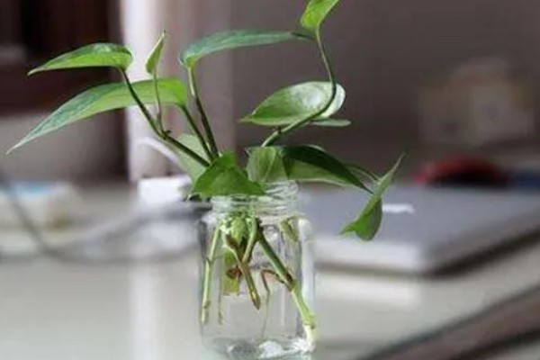 绿萝的浇水方法,春秋季节每隔3天浇一次