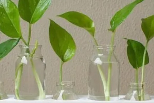 绿萝的浇水方法,春秋季节每隔3天浇一次